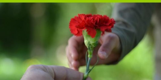 Eine Kinderhand bekommt eine rote Nelke überreicht.